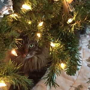 Meet your Posher, Joy